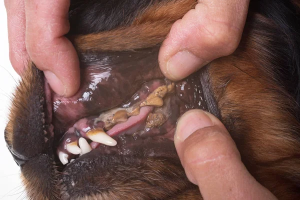 Zahnstein und Hundezähne — Stockfoto