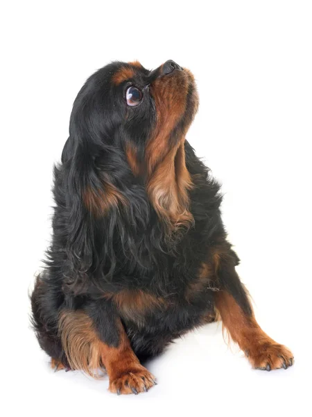 Black and tan cavalier king charles — Stock Photo, Image