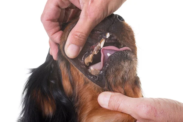 Tártaro e dentes de cão — Fotografia de Stock