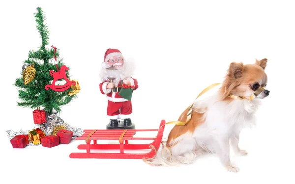 Cane e natale — Foto Stock