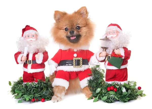 Köpek ve Noel — Stok fotoğraf