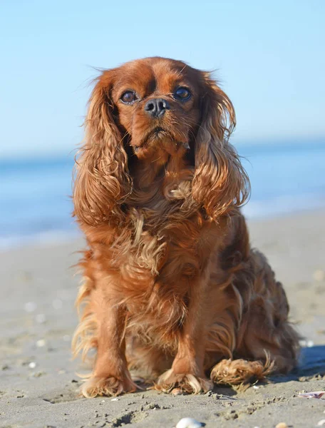 Cavalier King Charles — Stockfoto