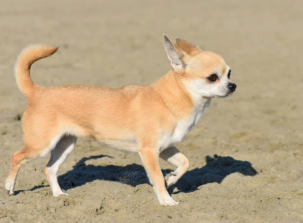 Chihuahua op het strand — Stockfoto