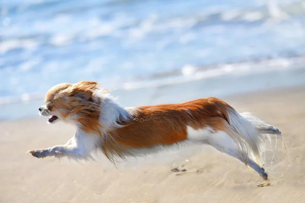 Lopende chihuahua op het strand — Stockfoto