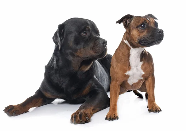 Stafforshire bull terrier and rottweiler Royalty Free Stock Images