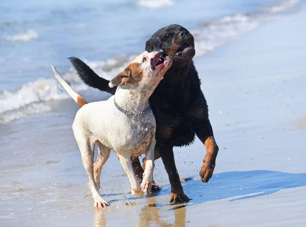 Dogs on the beach — Stock Photo, Image