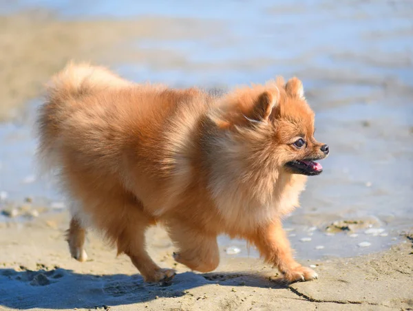 Spitz on the beach — Stock Photo, Image