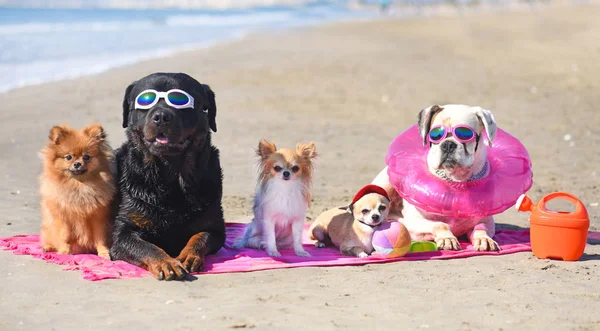 Kumsaldaki köpekler. — Stok fotoğraf