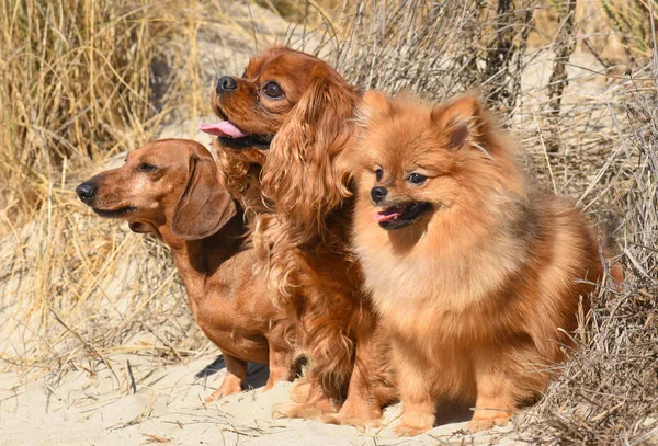 Drie honden in de natuur — Stockfoto