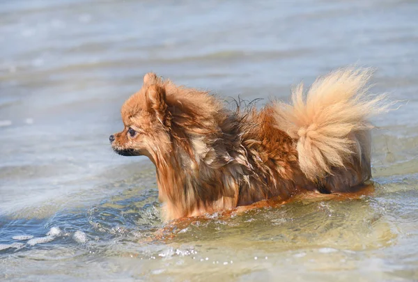 Pomeranian spitz in the sea — Stock Photo, Image