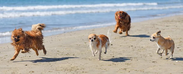 Hunde laufen am Strand — Stockfoto