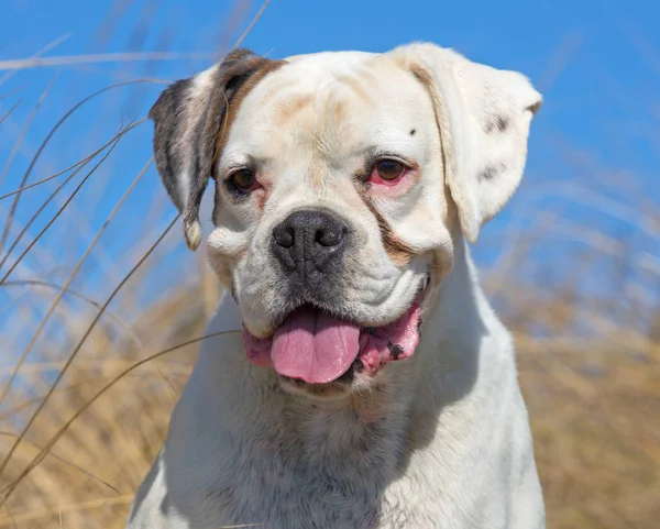 Boxer in der Natur — Stockfoto