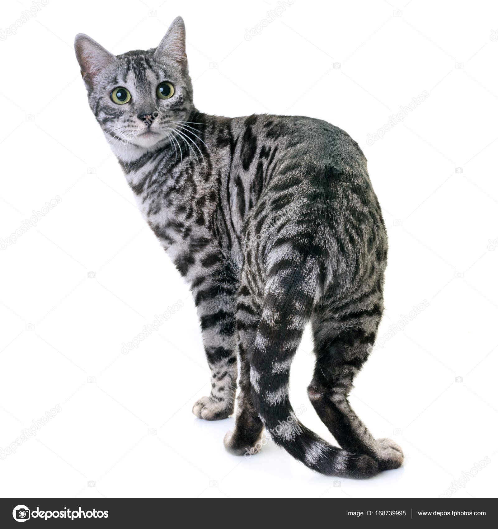 Black Bengal Bengal Cat White And Grey Grey Bengal Cat Bengal Cat
