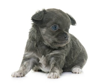 köpek yavrusu longhair chihuahua