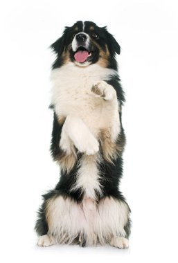 Üç renkli Avustralyalı çoban