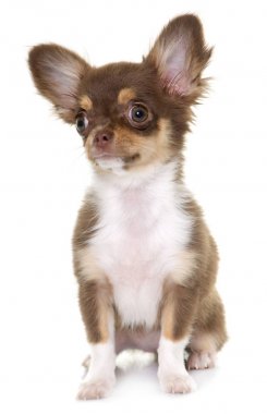 kahverengi köpek chihuahua