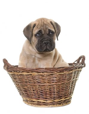 köpek bull mastiff