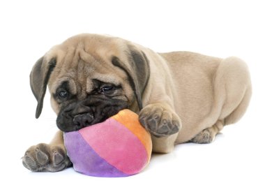 köpek bull mastiff oynarken