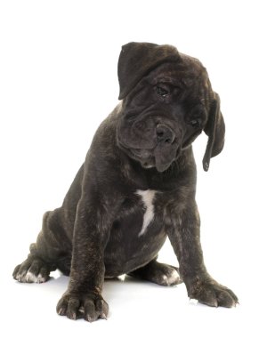 köpek bull mastiff