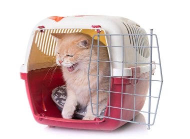 kedi köpek kulübesi