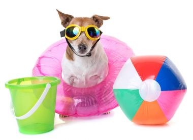 jack Russel terrier sahilde