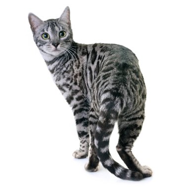 Bengal kedi Studio