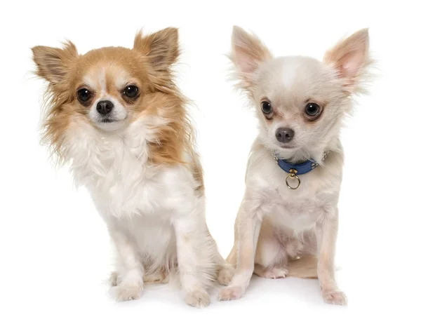 Genç longhair chihuahuas — Stok fotoğraf