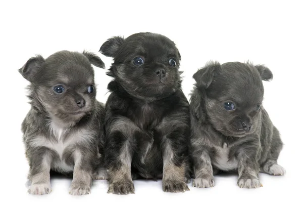 Långhår valpar chihuahua — Stockfoto