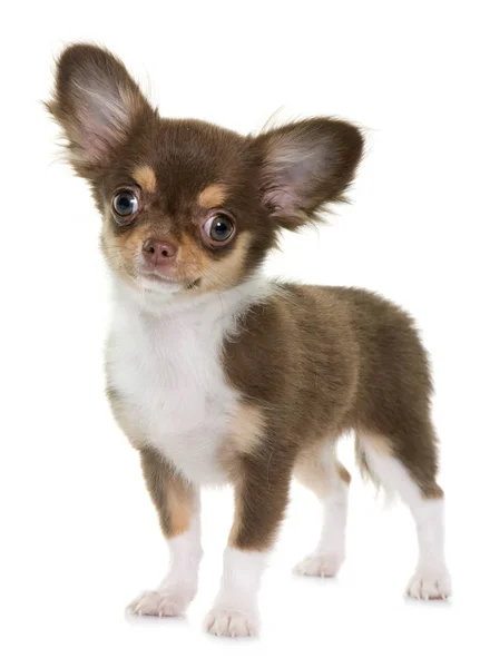 Chihuahua pup bruin — Stockfoto