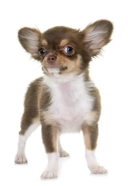 Chihuahua valp brun — Stockfoto