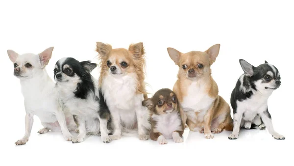 Grupo de chihuahuas — Fotografia de Stock