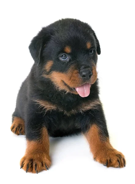 Cachorro rottweiler em estúdio — Fotografia de Stock