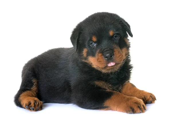 Cachorro rottweiler em estúdio — Fotografia de Stock