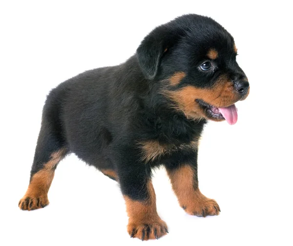 Welpe Rottweiler im Atelier — Stockfoto