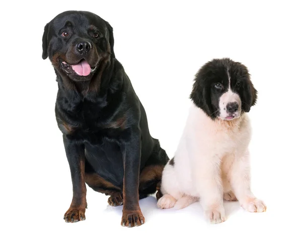 Puppy landseer and rottweiler — Stock Photo, Image