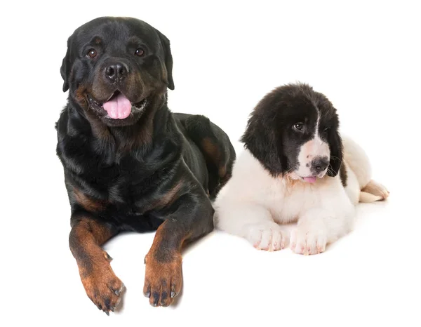 Puppy landseer and rottweiler — Stock Photo, Image