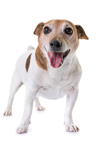 Vecchio jack russel terrier — Foto Stock