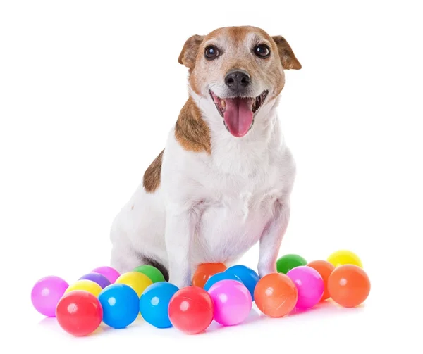 Alter Jack Russel Terrier — Stockfoto