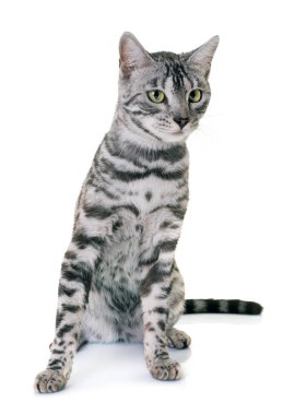 Bengal kedi Studio
