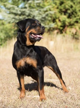 doğada genç rottweiler