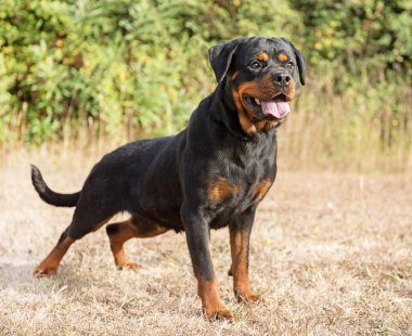 doğada genç rottweiler