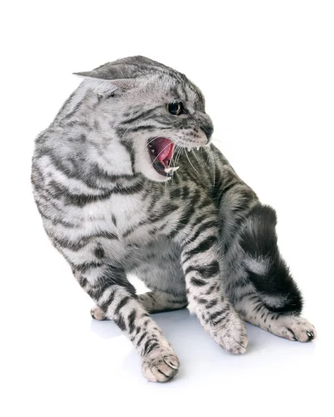 Bengal cat angry — Stock Photo, Image