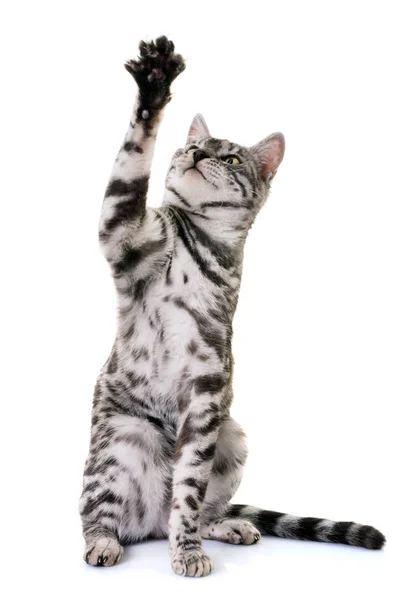 Bengal katt i studio — Stockfoto