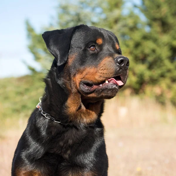 Joven rottweiler en la naturaleza — Foto de Stock