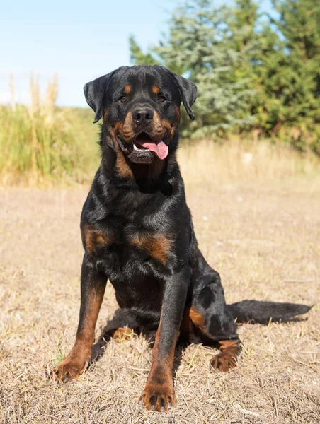 Young rottweiler in nature — Stock Photo, Image