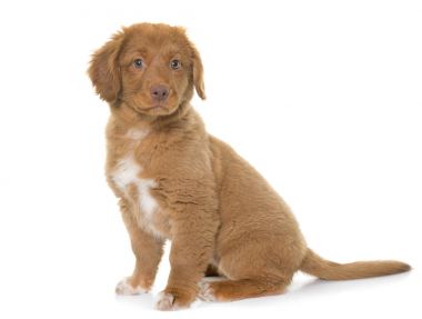 Nova Scotia Duck Tolling Retriever köpek yavrusu