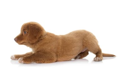 Nova Scotia Duck Tolling Retriever köpek yavrusu