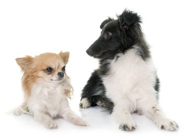 köpek yavrusu shetland koyun ve chihuahua