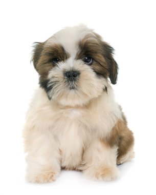 shih tzu Puppy