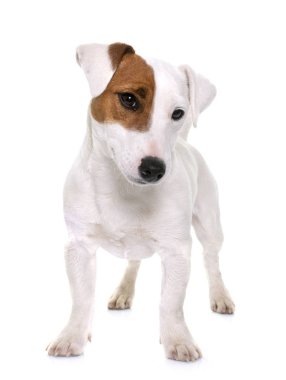 Genç jack russel terrier
